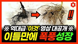 《빛없이 식물 키우는 법》 딱 한번 '이걸' 넣었더니 이틀만에 일어난 일