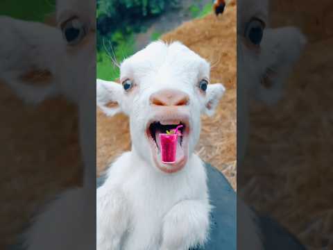 baby #cute #goat #main main #voice #sound 🙏🐑🎤