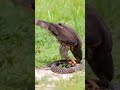 Eagle Eating Snake