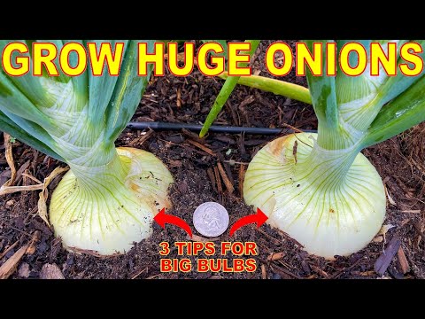 , title : 'Your Onions Will LOVE You For This: 3 Tips To Grow GIANT Onion Bulbs!'