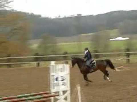 Ami and Fratello, Svarttorp 14 okt. 2007, 100 cm