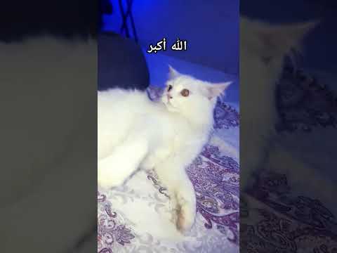 बिल्ली ने huzoor ﷺ क्या कहा । बिल्ली पर बयान #shorts #cat #islamicvideo