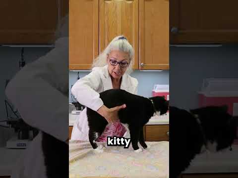 How to Check Your Cat's Bladder