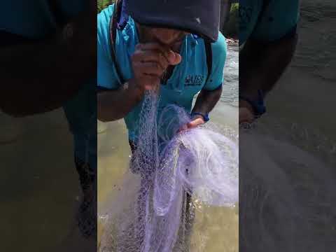 Pesca con atarraya en río Aracataca Magdalena #pesca #pescador #fishing  