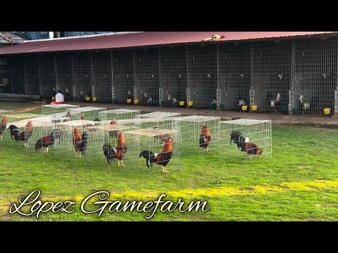 Kelso Albany Grey - LOPEZ FARM