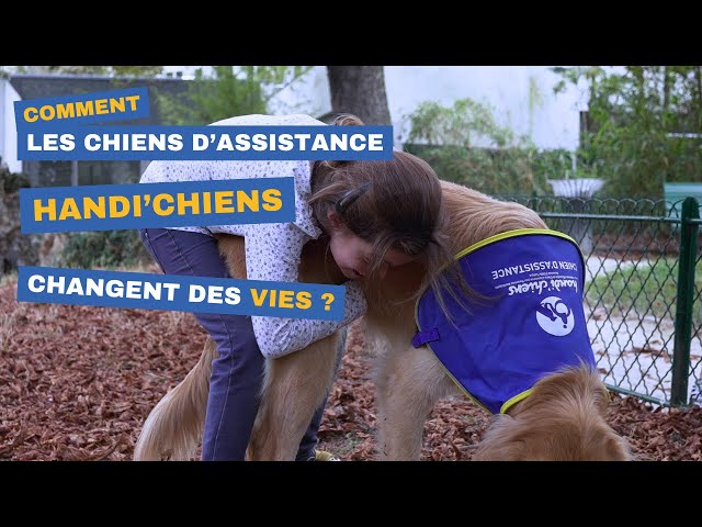 Vidéo 900 vies transformées : un hommage à Handi’chiens id:K4LNW6IDUHU