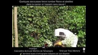 preview picture of video 'Les abeilles & le Miroir'