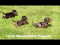 Miniature Dachshund dogs for sale: Tinker - Video 1