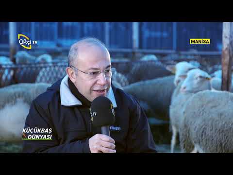 , title : 'Lacaune ve Bmc Koyun Yetiştiriciliği - KÜÇÜKBAŞ DÜNYASI / Çiftçi TV'