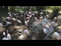 A Flock Of Flamingos Frolics At Disney S Animal Kingdom Lodge