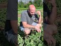 Picking the best watermelon