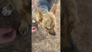 Video preview image #1 Mutt Puppy For Sale in San Diego, CA, USA