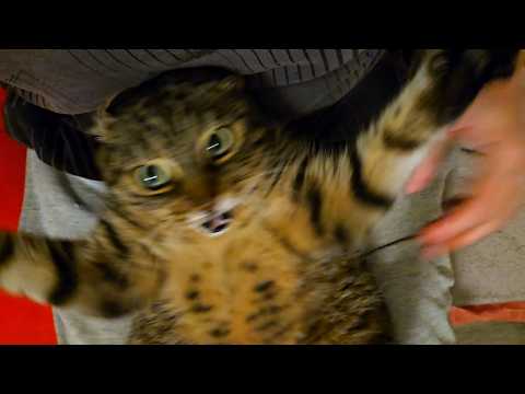 They’re attacking from both sides!