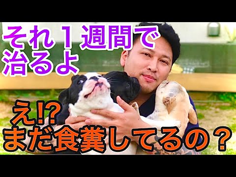 犬に糞便を食べさせないようにするにはどうすればいいですか?