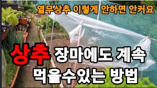 상추! 장마에 계속 먹으려면 이방법 이외엔 없습니다!  #상추재배 #상추키우기 #상추장마에키워먹는방법 #미니…