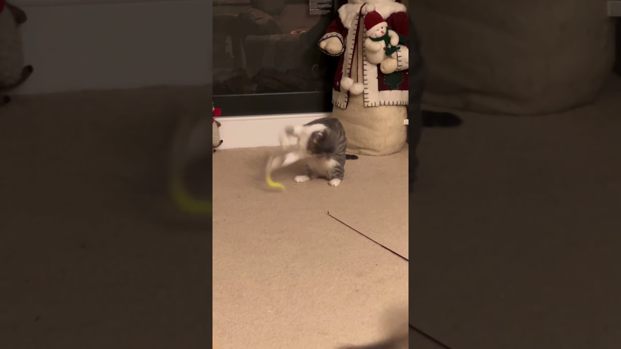 Enlarge Lucyloo, a Adoptable Domestic Medium Hair in Hickory, NC video 4/4