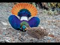 National Bird Of Nepal Himalayan Monal Lophophorus Impejanus Dance