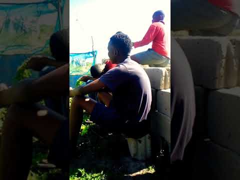 Mano Tsotsi fica indignado com o comportamento dos seus putos 😂😂😂😇