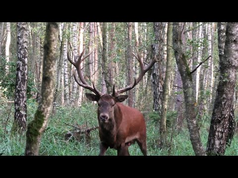 Hirsch kommt direkt auf mich zugelaufen .......