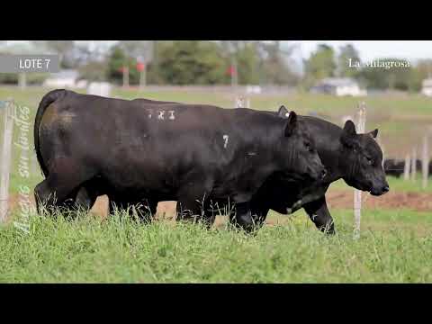 LOTE 7 LM 674 NAP TAMBOR 32 – 721 EURO BENJAMIN 378 TE – 725 NAP TAMBOR 281