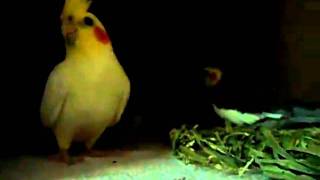 preview picture of video 'Cockatiels arguing! ^_^'