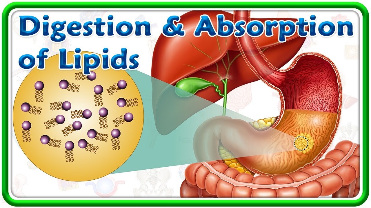 Digestion and Absorption of Lipids (Animation) : USMLE Step 1