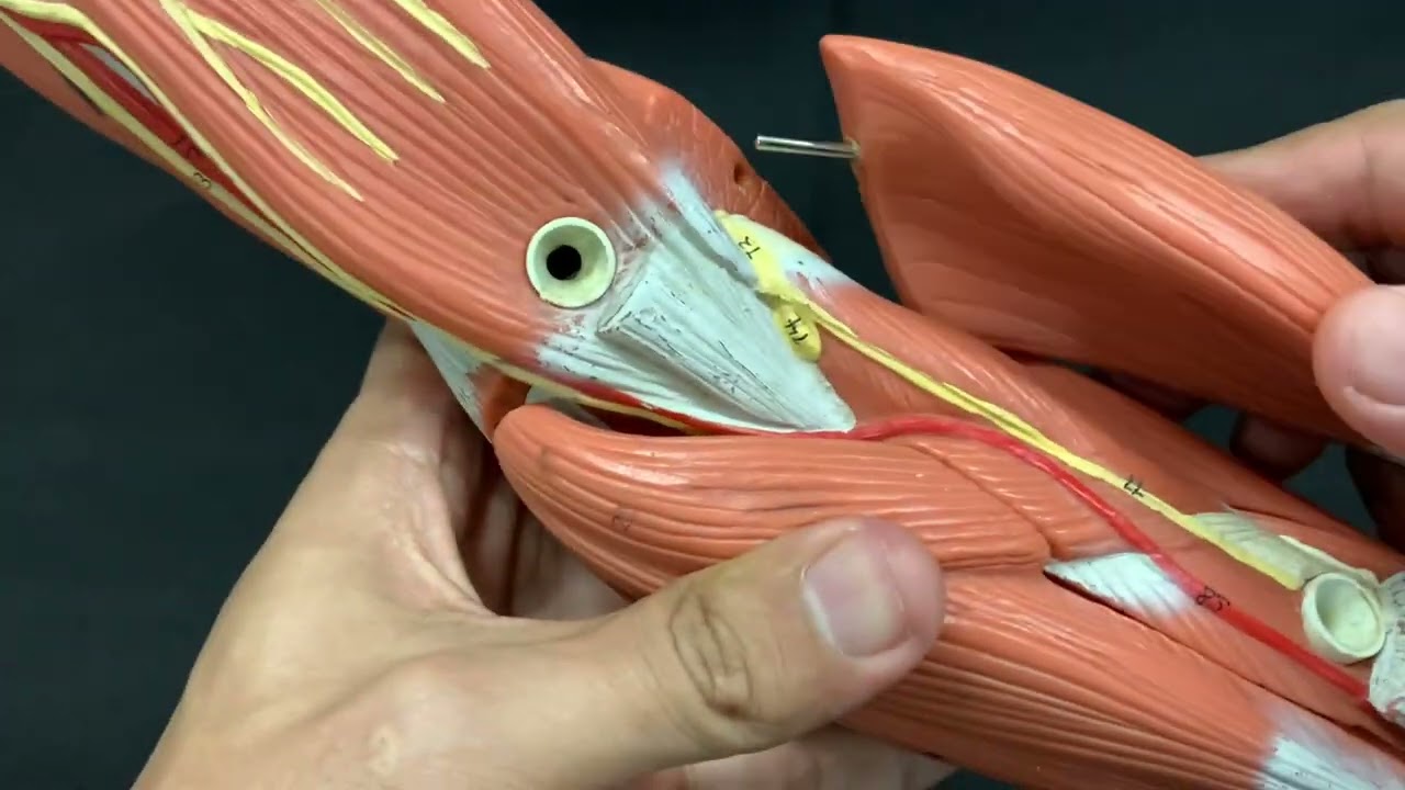 Músculos do membro superior | Peças sintéticas