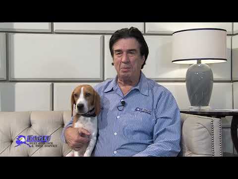 Eagle Pest Control & Tree Service - Bed Bug Detection