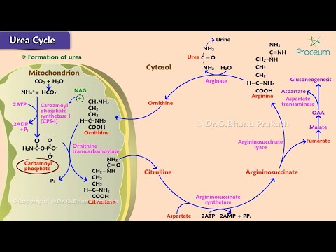 Urea cycle Animation  - Site, Steps, Regulation, Energetics : USMLE Step 1
