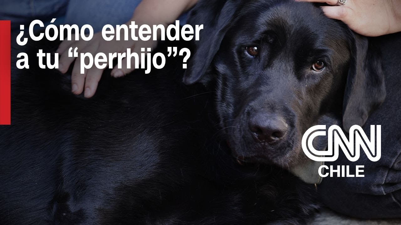 Entendiendo a tu “perrhijo”: Los factores que influyen en el bienestar animal
