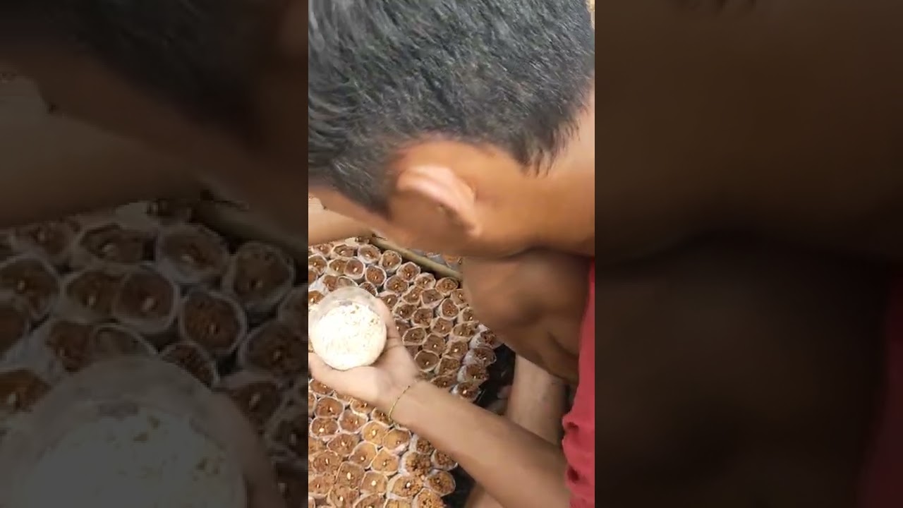 tutorial semai blewah 1