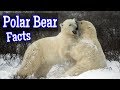 Polar Bear Facts for Kids