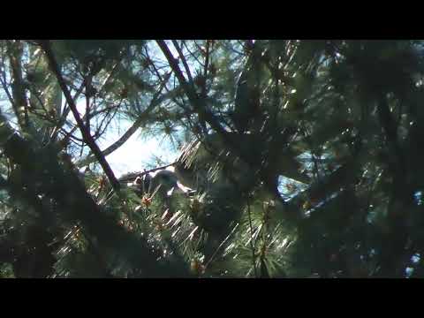 Red-tailed Hawk Feeding Chicks