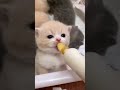 Billi Dudh Pite Hue