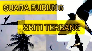 Download lagu Suara burung sriti terbang mp3