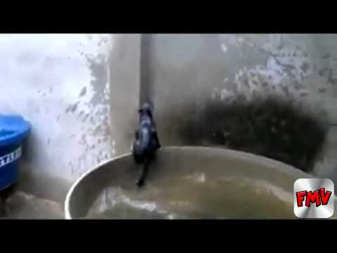 Cat Keeps Falling in Water 20.8.2012 |FMV|