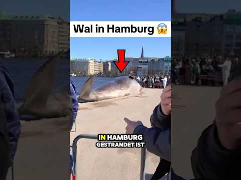 Warum dieser YOUTUBER einen WAL in HAMBURG gesehen hat … 😳😱‼️ #hamburg