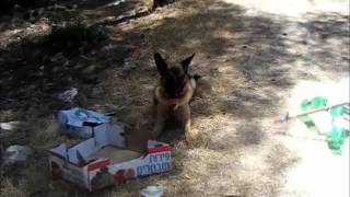 dog trained not to move by comend