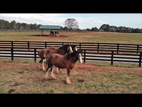 Clydesdale Horses At Home on North Georgia Farm