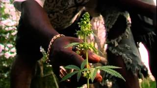 How to Plant the Herb (RiseUp Movie)