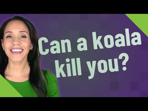Can a koala kill you?