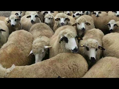 AGROBIZNIS - Sjenička ovca bez premca, muža koza, pčele u proleće