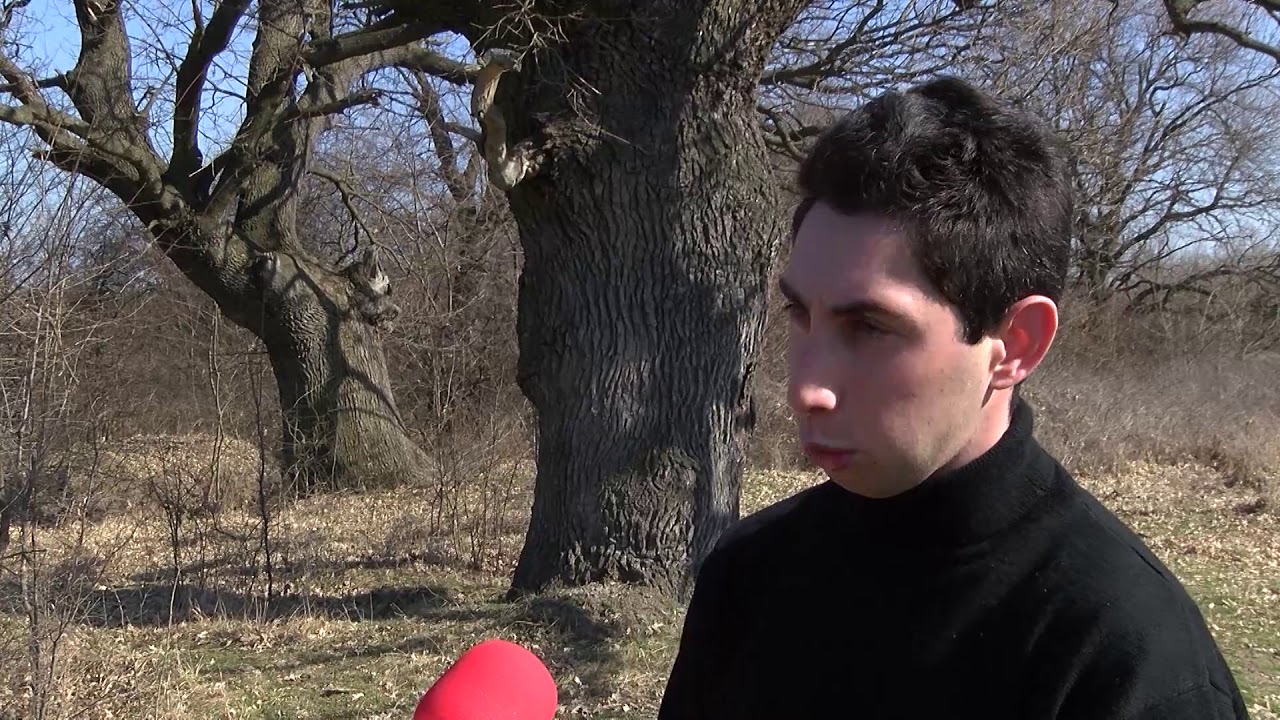 Пет дървета в Хасковска област са обявени за вековни