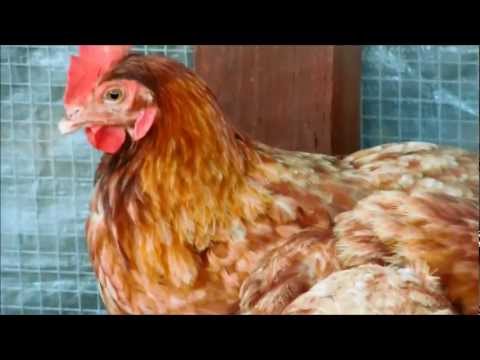 download lagu mp3 mp4 Isa Brown, download lagu Isa Brown gratis, unduh video klip Isa Brown