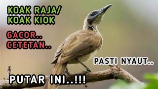 Download lagu PUTAR INI..!! SUARA PANCINGAN BURUNG KOAK RAJA/KOAKKIOK, PASTI NYAUT mp3 Download lagu PUTAR INI..!! SUARA PANCINGAN BURUNG KOAK RAJA/KOAKKIOK, PASTI NYAUT mp3