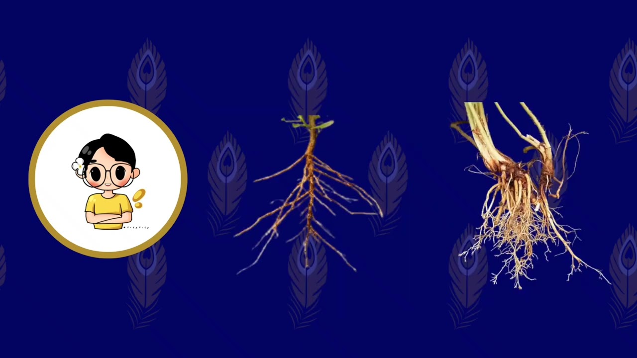 Lesson 8 - Taproots and Fibrous Roots