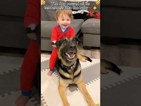 The dog poured all its tenderness into the baby #love #dog #baby #fypyoutube