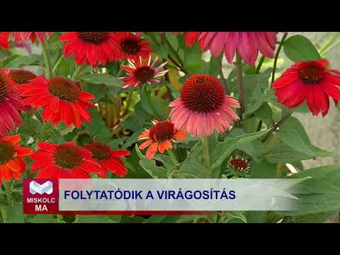 Videó előnézet