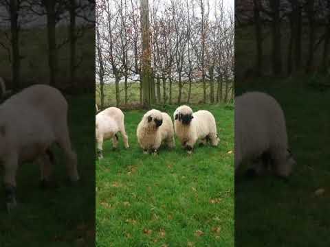 Valais Blacknose twin lambs 22/11/25 for sale - Image 2