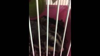 video from Francis Lim’s iPhone